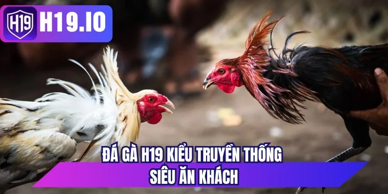 Đá gà H19 kiểu truyền thống siêu ăn khách 